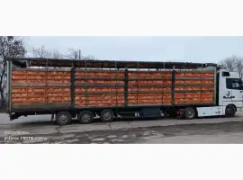 Зображення для оголошення Куплю жилок курку несушку