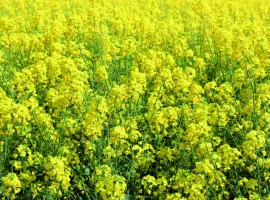 Зображення для оголошення Куплю рапс з господарства БЕЗНАЛ