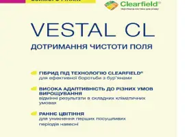 Зображення для оголошення Насіння озимого ріпаку VESTAL CL (ВЕСТАЛ КЛ)