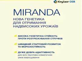Зображення для оголошення Насіння озимого ріпаку MIRANDA (Міранда)