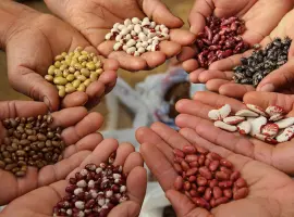 Зображення для оголошення Купуємо квасолю на переробку. Приймаємо білі та кольорові сорти