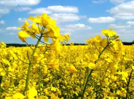 Зображення для оголошення Насіння Канадського ріапка