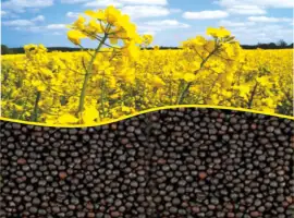 Зображення для оголошення Продам Рапс Канадской селекции