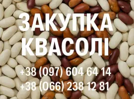 Зображення для оголошення Купуємо квасолю для потреб підприємства