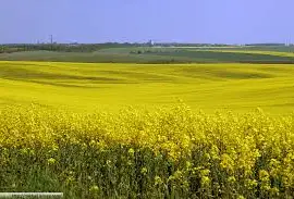 Зображення для оголошення Компанія Закуповує Ріпак
