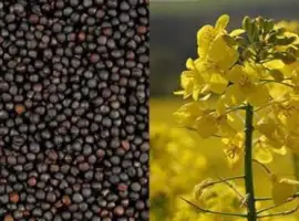 Зображення для оголошення Агро компанія закуповує ріпак врожаю 2024-2025 (Вся Україна)