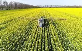 Зображення для оголошення Купляю Ріпак Самовивіз по всій Україні