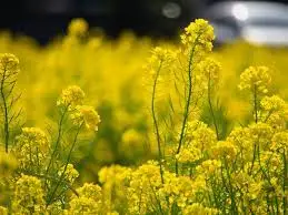 Зображення для оголошення Куплю Ріпак без ГМОпо всій Україні