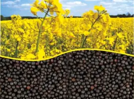 Зображення для оголошення Закупаем рапс