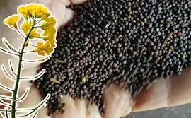 Зображення для оголошення Куплю Ріпак по всій Україні