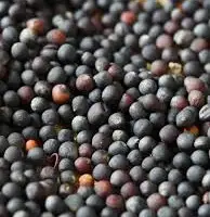 Зображення для оголошення Куплю Ріпак (Рапс) з ГМО та без ГМО по всій Україні
