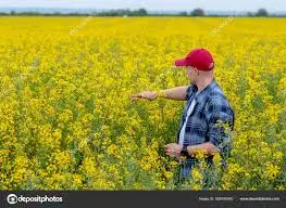 Зображення для оголошення Закупаємо Ріпак без ГМО по всій Україні