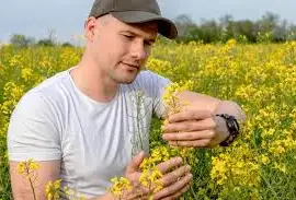 Зображення для оголошення Закупаю Ріпак по 1Ф доставкою по всій Україні