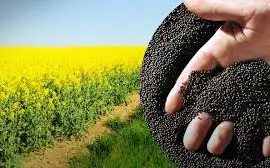 Зображення для оголошення Закупаю Рапс дорого по всій Україні