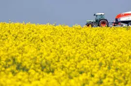 Зображення для оголошення Купимо Ріпак без ГМО по всій Україні