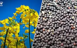 Зображення для оголошення Куплю Рапс Дорого Вся Украина