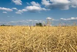 Зображення для оголошення Куплю РІПАК без ГМО по всій Україні