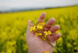Зображення для оголошення Куплю РІпак Дорого! По всій Україні