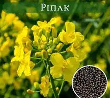 Зображення для оголошення Купимо Ріпак (РАПС) Самовивіз по всій Україні