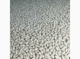 Зображення для оголошення Продам квасолю сорту Мавка