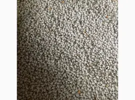 Зображення для оголошення Продам квасолю сорту Неві Бінс