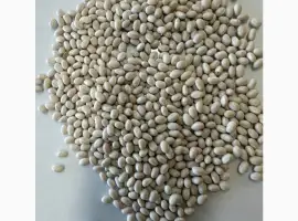 Зображення для оголошення Продам фасоль белую на экспорт.Sale of white beans 99.9%