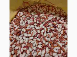 Зображення для оголошення Куплю квасолю