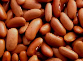 Зображення для оголошення Продаж гуртом. Квасоля сортова