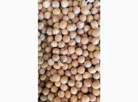 Зображення для оголошення Продам горох жовтий- 500т