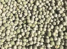 Зображення для оголошення Продам горох зелений- 900 тонн