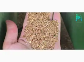 Насіння льону олійного