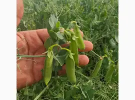 Зображення для оголошення Насіння гороху Оплот