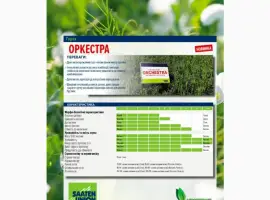 Зображення для оголошення Насіння Горох Жовтий