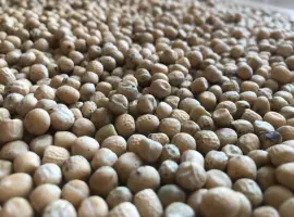 Зображення для оголошення Продам желтый горох