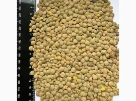 Зображення для оголошення Продам сочевицю зелену 25т