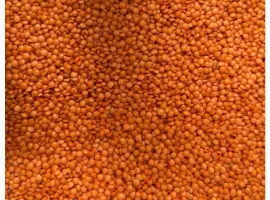 Зображення для оголошення Продам сочевицю червону