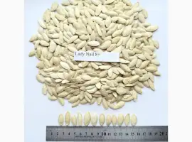 Зображення для оголошення Продам насіння гарбуза сотр Turkish