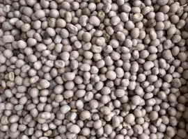 Зображення для оголошення Продамо люпин