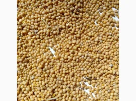 Зображення для оголошення Продам гочиця жовта 200т.