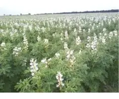 Зображення для оголошення Продам насіння білого люпину Щедрий 1р