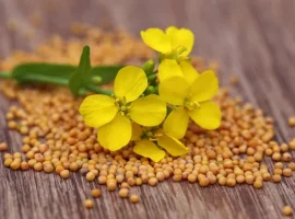 Зображення для оголошення Куплю гірчицю білу. Самовивіз. Швидкий розрахунок