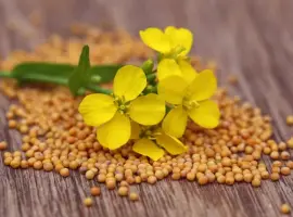 Зображення для оголошення Куплю гірчицю білу. Самовивіз. Швидкий розрахунок