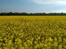 Зображення для оголошення Куплю гірчицю. Самовивіз із місця
