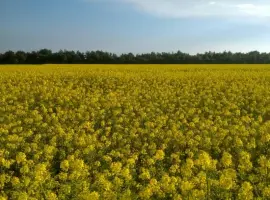 Зображення для оголошення Куплю гірчицю. Самовивіз із місця
