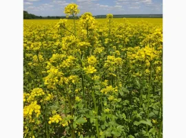 Зображення для оголошення Постійна закупівля гірчиці білої