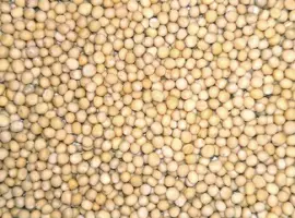 Зображення для оголошення Купую гірчицю
