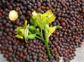 Зображення для оголошення Куплю гірчицю