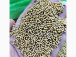 Зображення для оголошення Куплю гірчицю