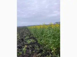 Зображення для оголошення Продам гірчицю жовту