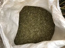 Зображення для оголошення Самосад махорка тютюн табачок